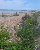 Our natural beach