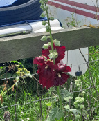 A corner of boat field